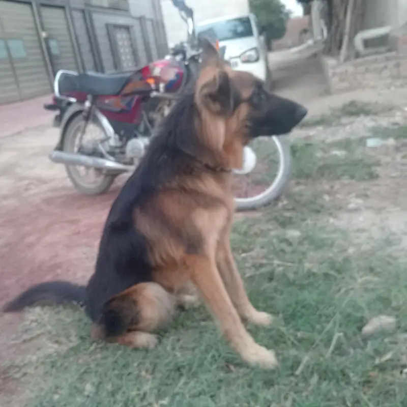 German Shepherd for sale — photo 6