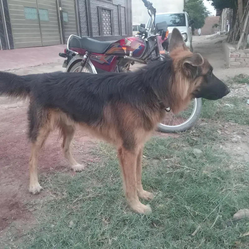 German Shepherd for sale — photo 7