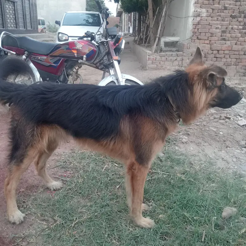 German Shepherd for sale — photo 8