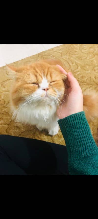 beautiful and friendly cat