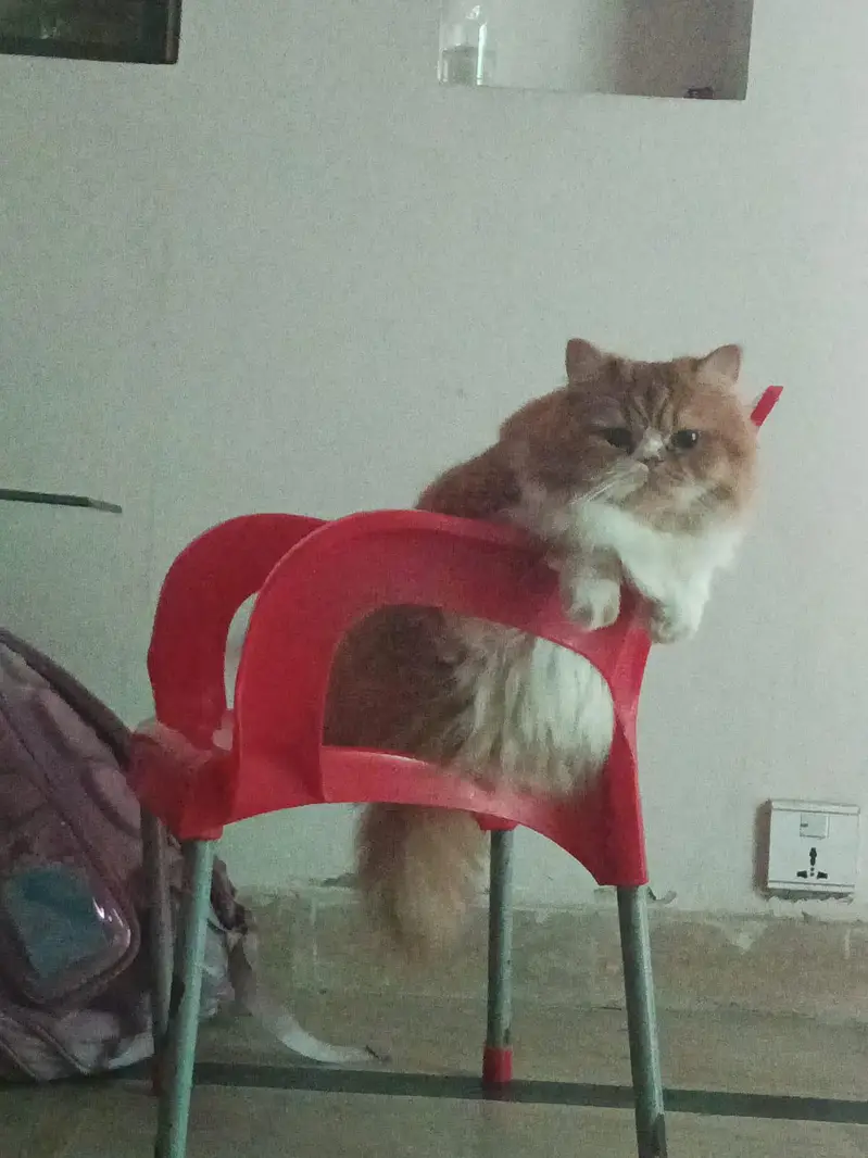 beautiful and friendly cat — photo 2