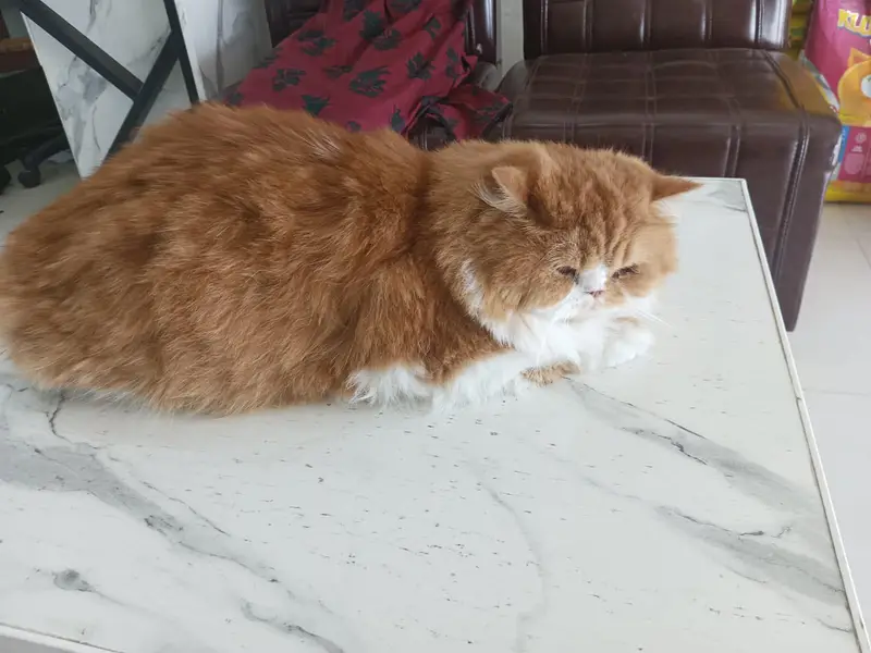 beautiful and friendly cat — photo 4