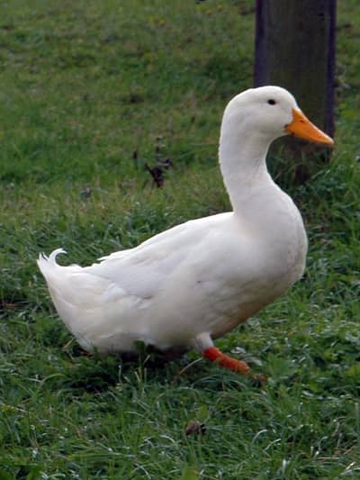 White Ducks Required