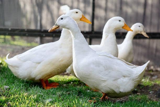 White Ducks Required 1