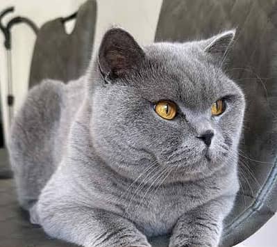 British ShortHair Male Cat