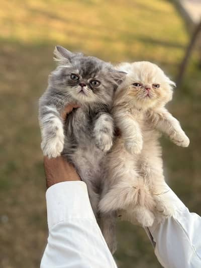 Pursian kitten | Himalayan kitten | cat | Pursian cat