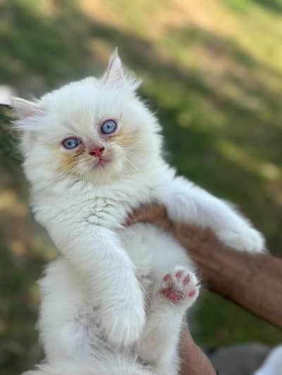 Pursian kitten | Himalayan kitten | cat | Pursian cat