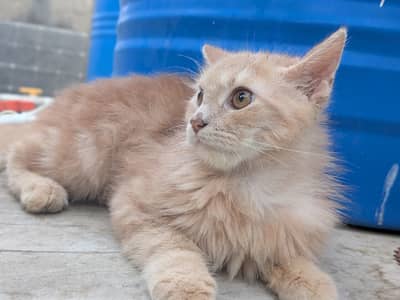 Rs. 15,000 cat name leo