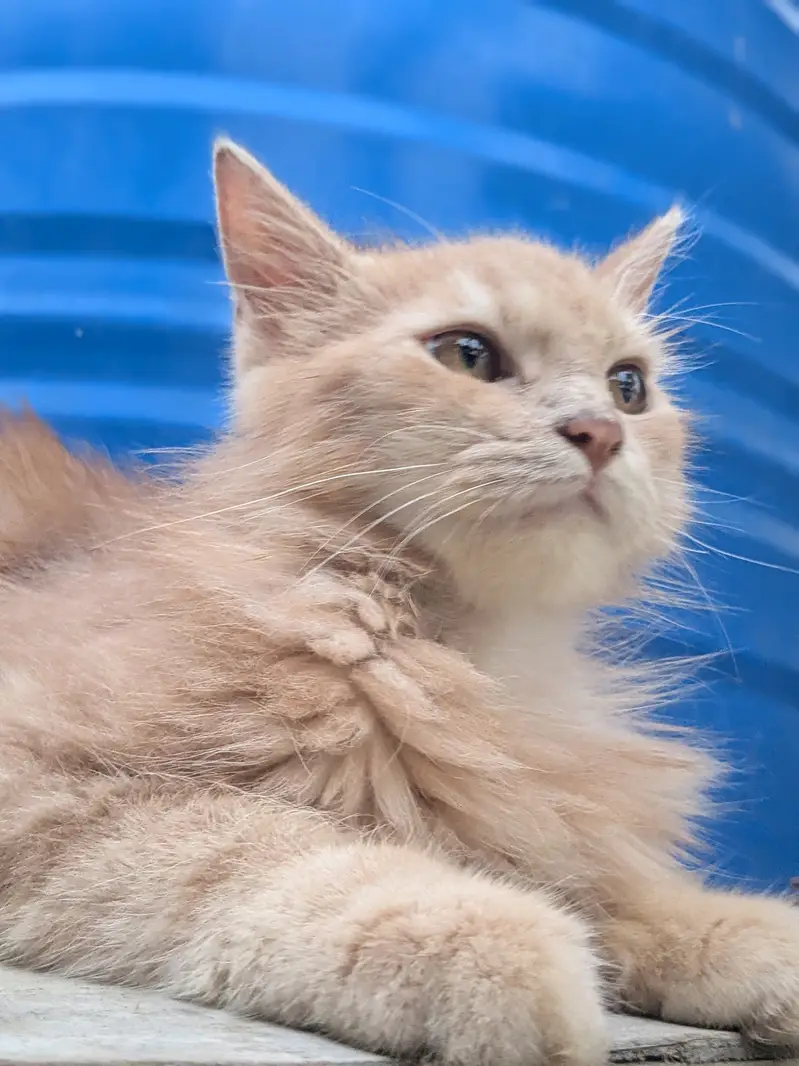 Rs. 15,000 cat name leo — photo 2