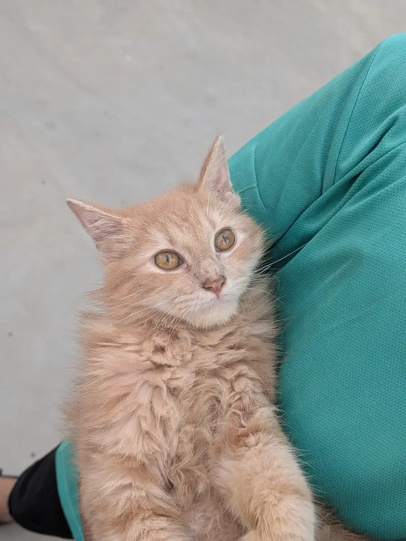 Rs. 15,000 cat name leo — photo 3