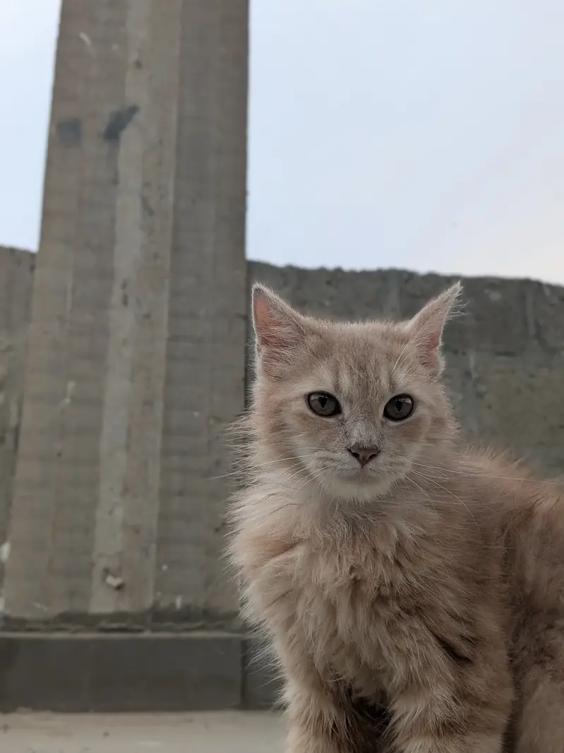 Rs. 15,000 cat name leo — photo 4