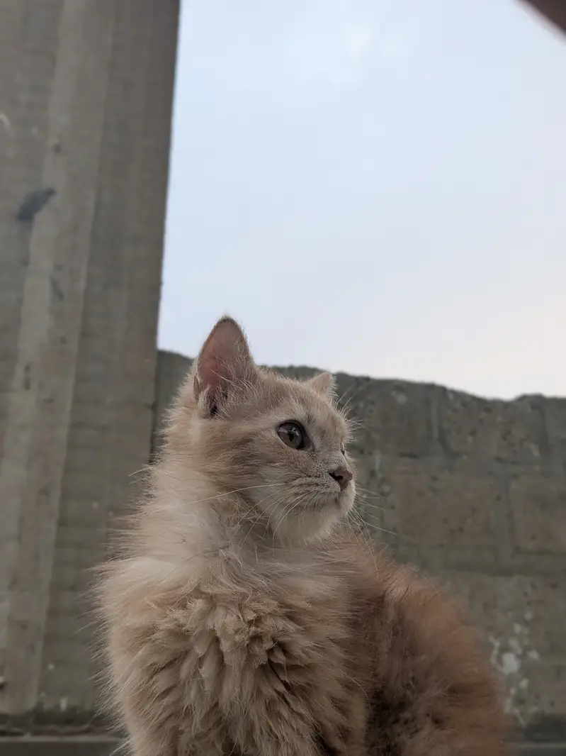 Rs. 15,000 cat name leo — photo 5