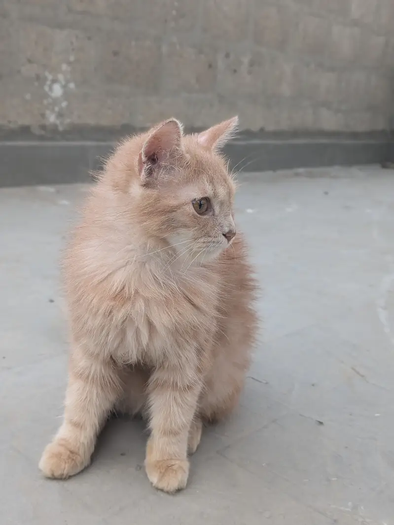 Rs. 15,000 cat name leo — photo 6