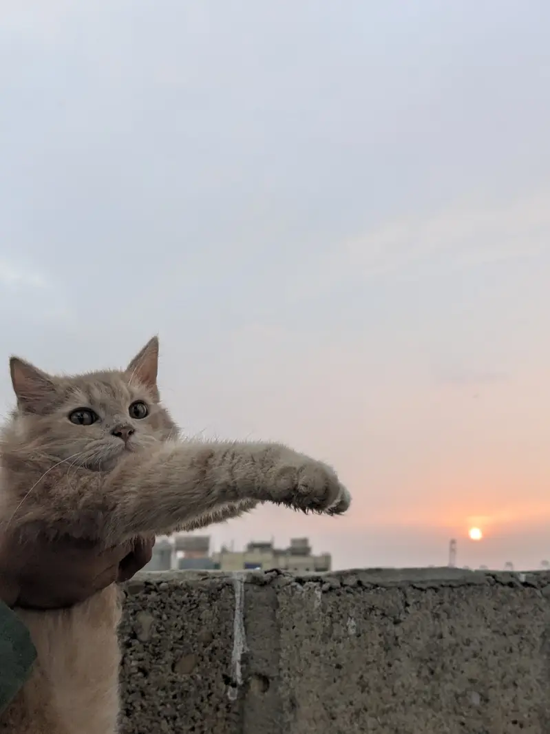 Rs. 15,000 cat name leo — photo 7