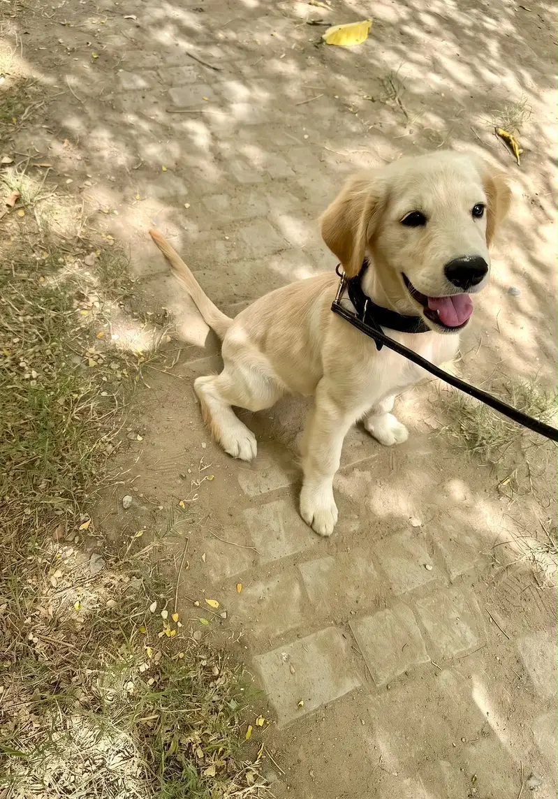 Import linage full vaccinated — photo 4