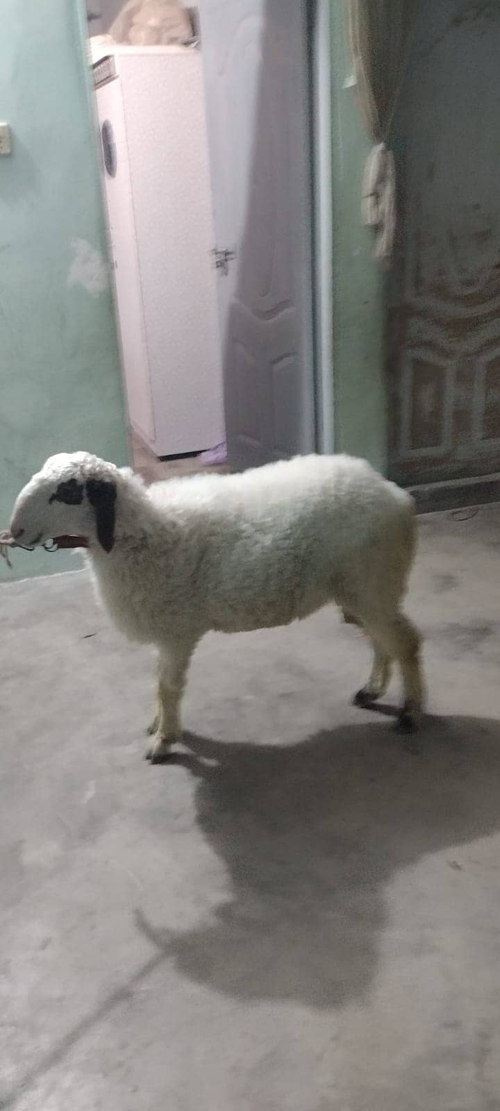 dumba 1