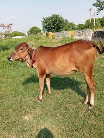 bachri for sale