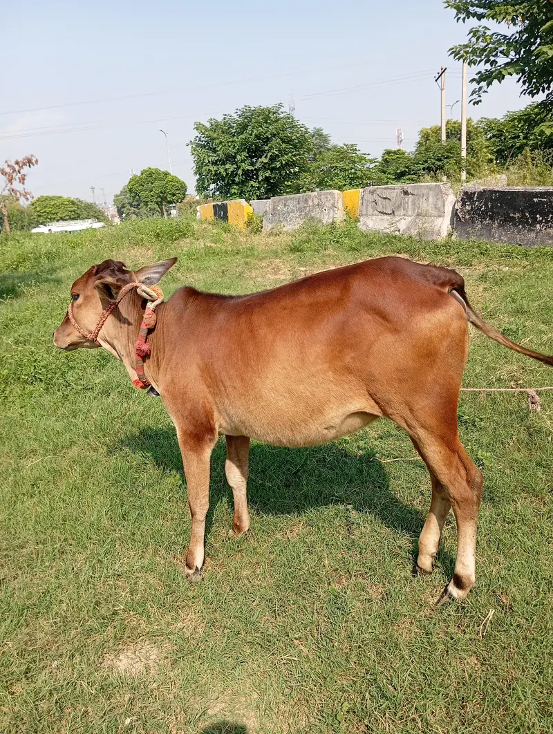 bachri for sale — photo 2