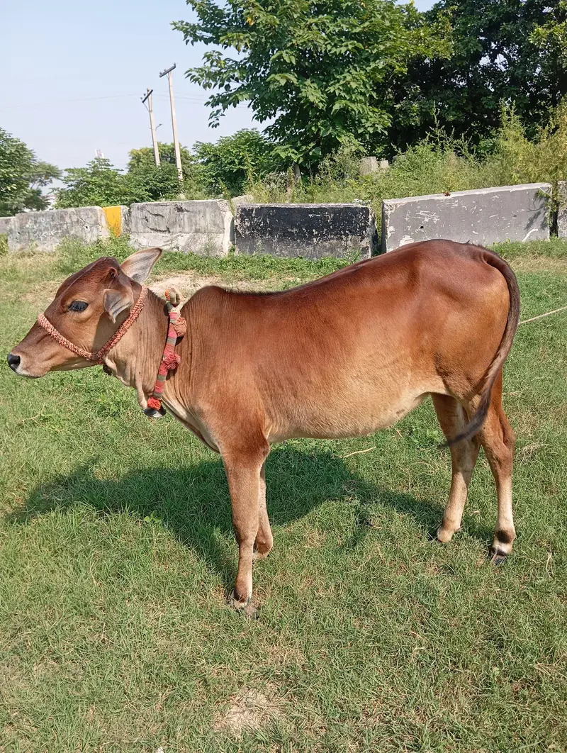 bachri for sale — photo 3