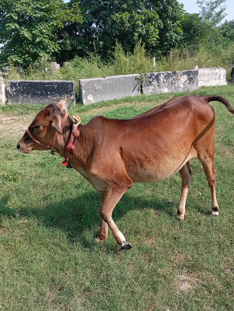 bachri for sale — photo 4
