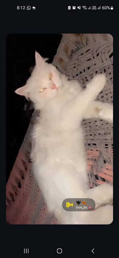 persion cat for sale urgent