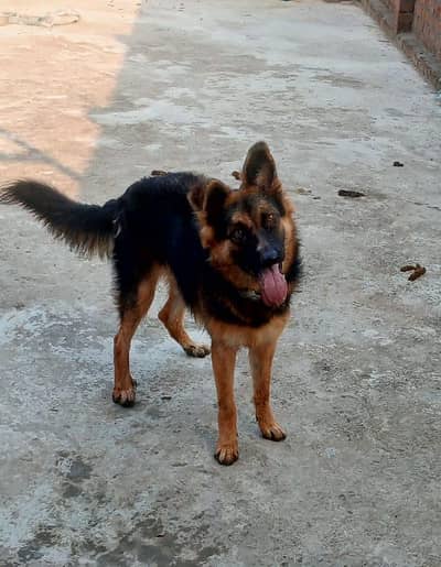 for sale German Shepherd double coat female