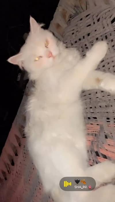 male cat for urgent sale
