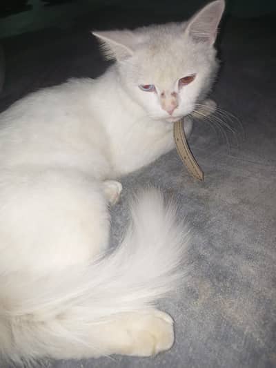 Persian cat for sale