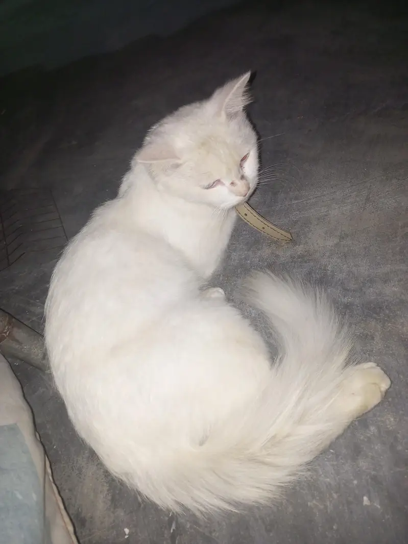 Persian cat for sale — photo 2