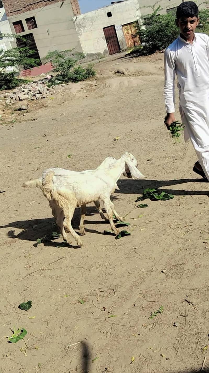 راجن پوری 2
