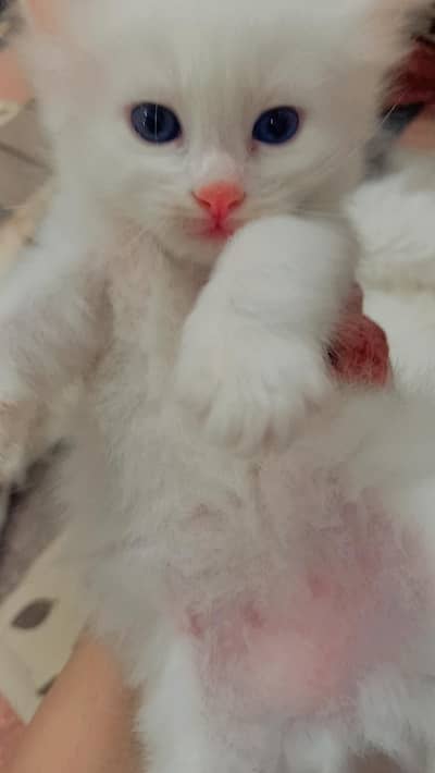cat for sale