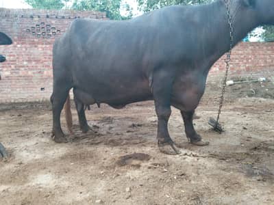 buffalo sale krnii h