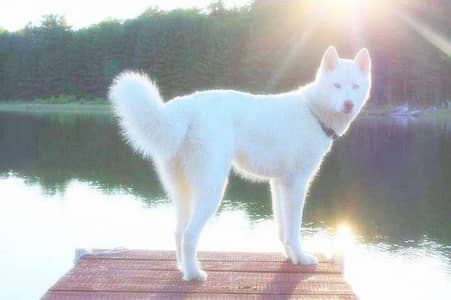 husky female