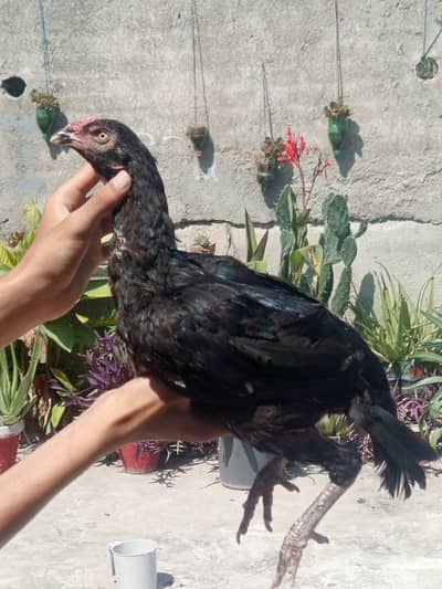 zero size Aseel female lasani for sale