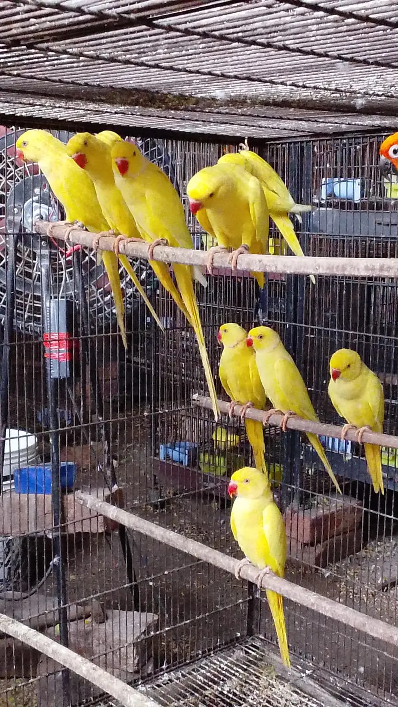 Parrot | Yellow Parrot | Parrot Pair  | Yellow Parrot Pairs For sale — photo 5