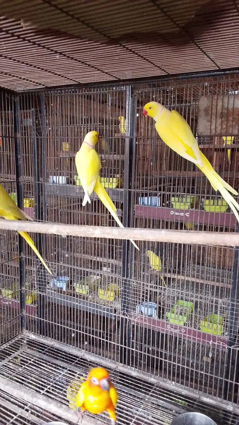 Parrot | Yellow Parrot | Parrot Pair  | Yellow Parrot Pairs For sale — photo 3