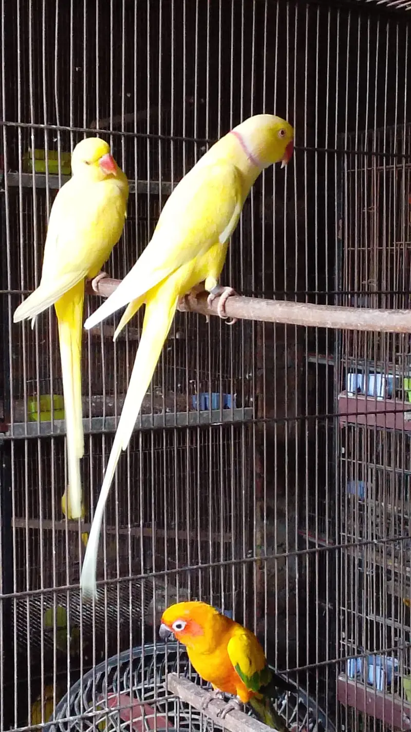 Parrot | Yellow Parrot | Parrot Pair  | Yellow Parrot Pairs For sale — photo 4