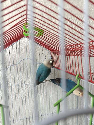 Love bird pair