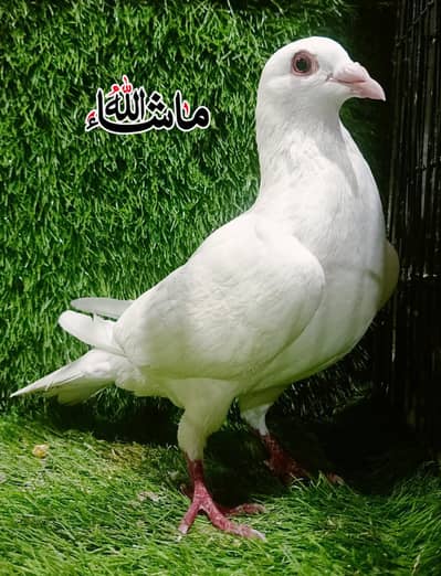 Qasad paper white Homer Breeder Male For sale