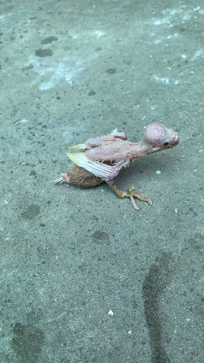 Cocktail chick