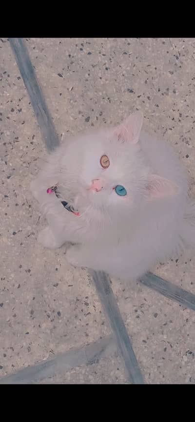 Sale of my cat Mufasa