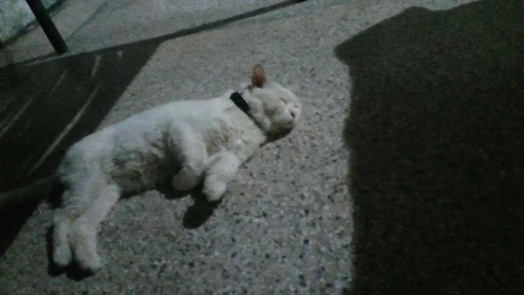 Sale of my cat Mufasa — photo 2