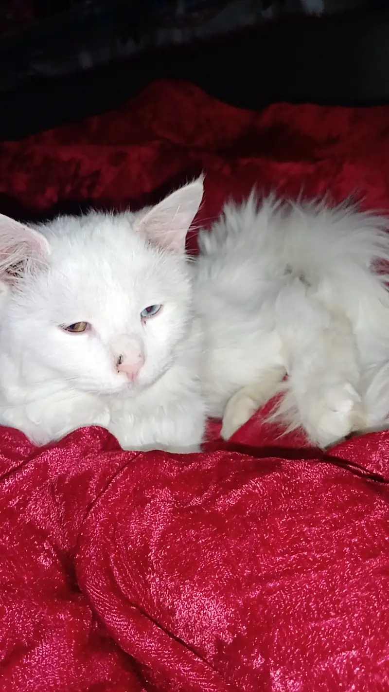 Sale of my cat Mufasa — photo 3