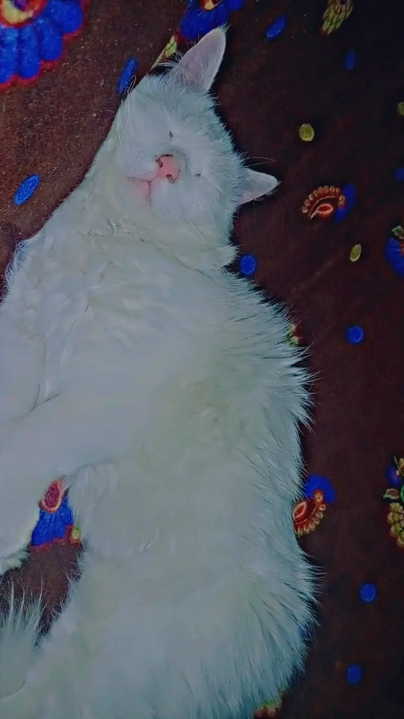 Sale of my cat Mufasa — photo 4