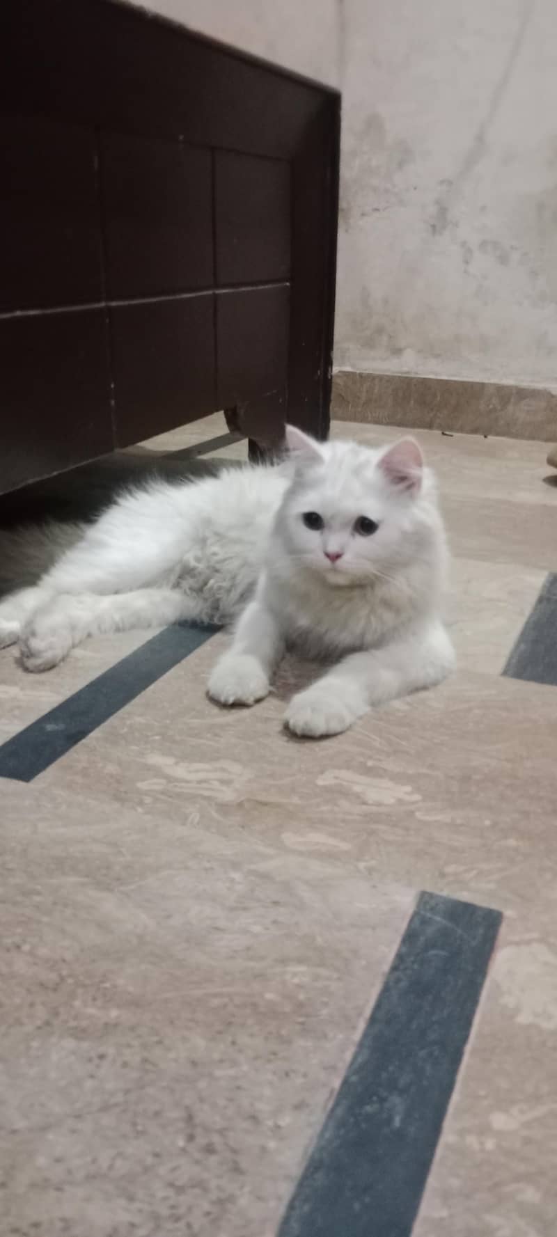 white Triple coat 1