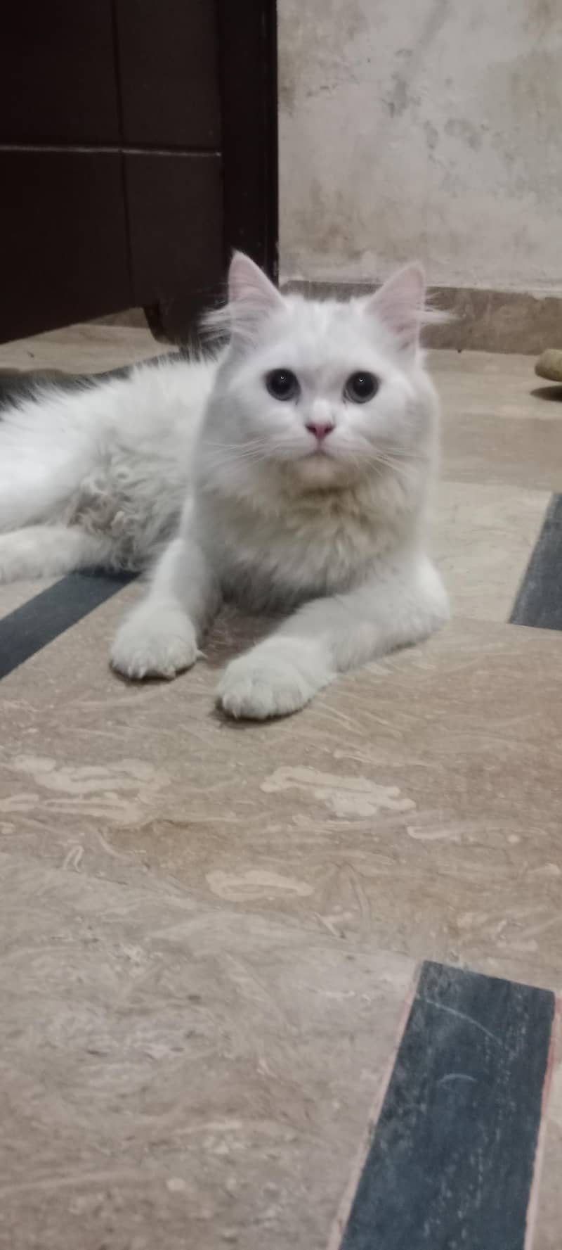 white Triple coat 2