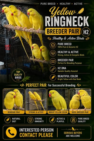 Parrot |Yellow Parrot | Handtamed Parrot |Yellow Parrot Pairs For sale