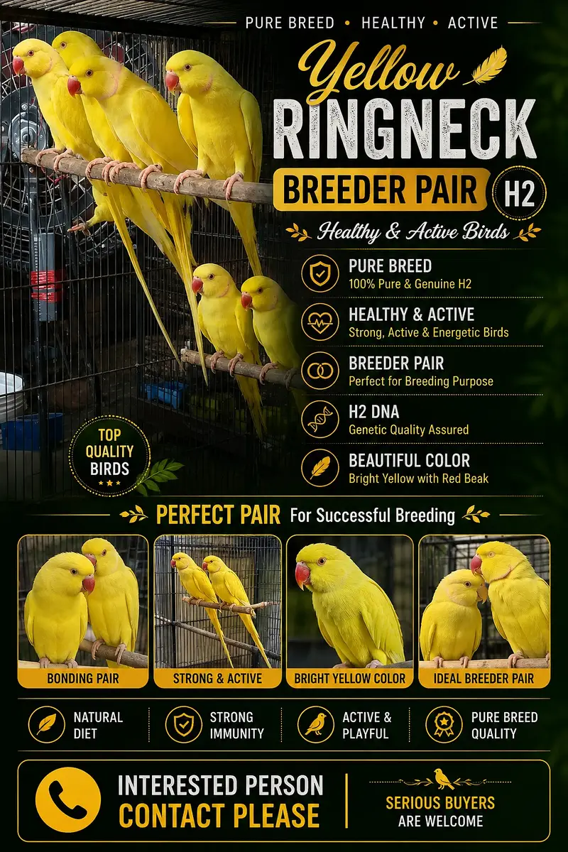 Parrot | Yellow Parrot | Parrot Pair  | Yellow Parrot Pairs For sale