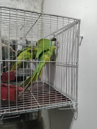 Parrots for urgent sale