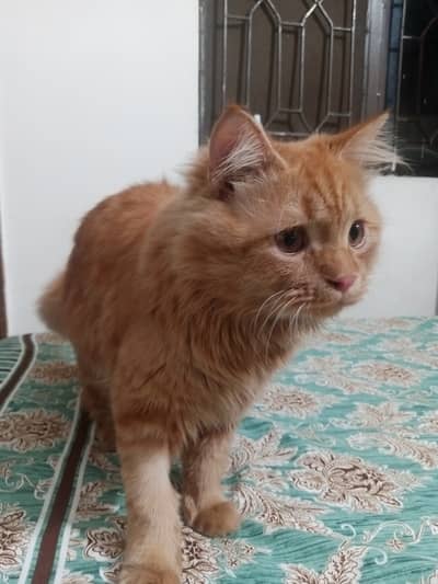 Sale persion kitten pair